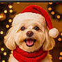 dog, santa_hat, scarf, holiday, christmas, festive, smiling, pet, cute, fluffy, indoor, decorations, snowman, winter, warm_lighting, portrait, animal, cheerful, red, background_blur