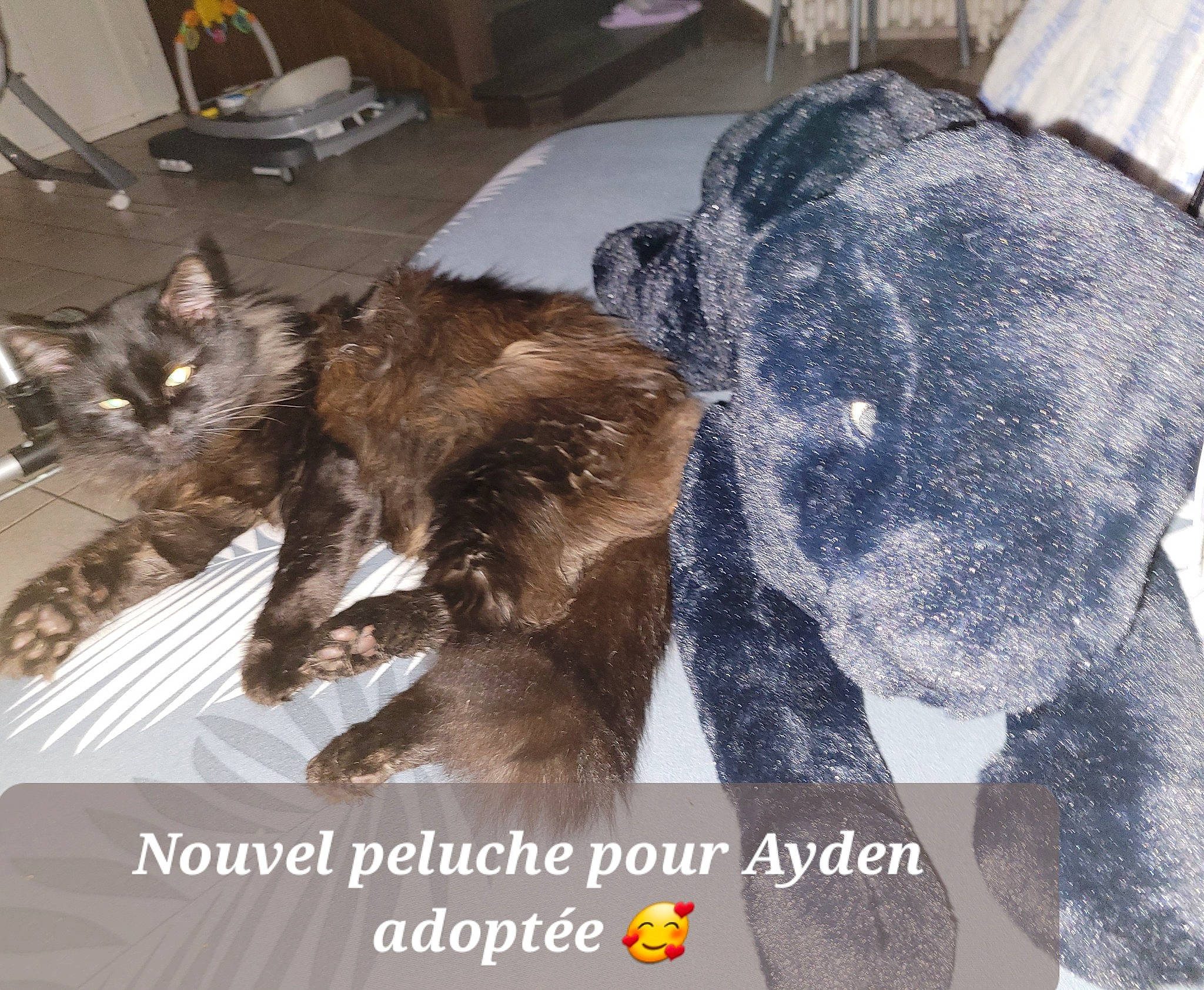 Symba participe au concours pour gagner de l'argent avec cette photo : canidae, carnivore, cat, claw, comfort, dog_breed, domestic_short_haired_cat, felidae, fur, liver, luggage_and_bags, nap, natural_material, paw, photo_caption, small_to_medium_sized_cats, tail, whiskers