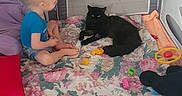 Symba a rejoint le concours — aidez-le/la à gagner de superbes lots ! black_cat, blanket, blue_shirt, child, colorful, curly_hair, cute, floor, floral_pattern, home, indoor, pet, pillow, plastic_toys, playpen, relaxed, shorts, sitting, toddler, toys
