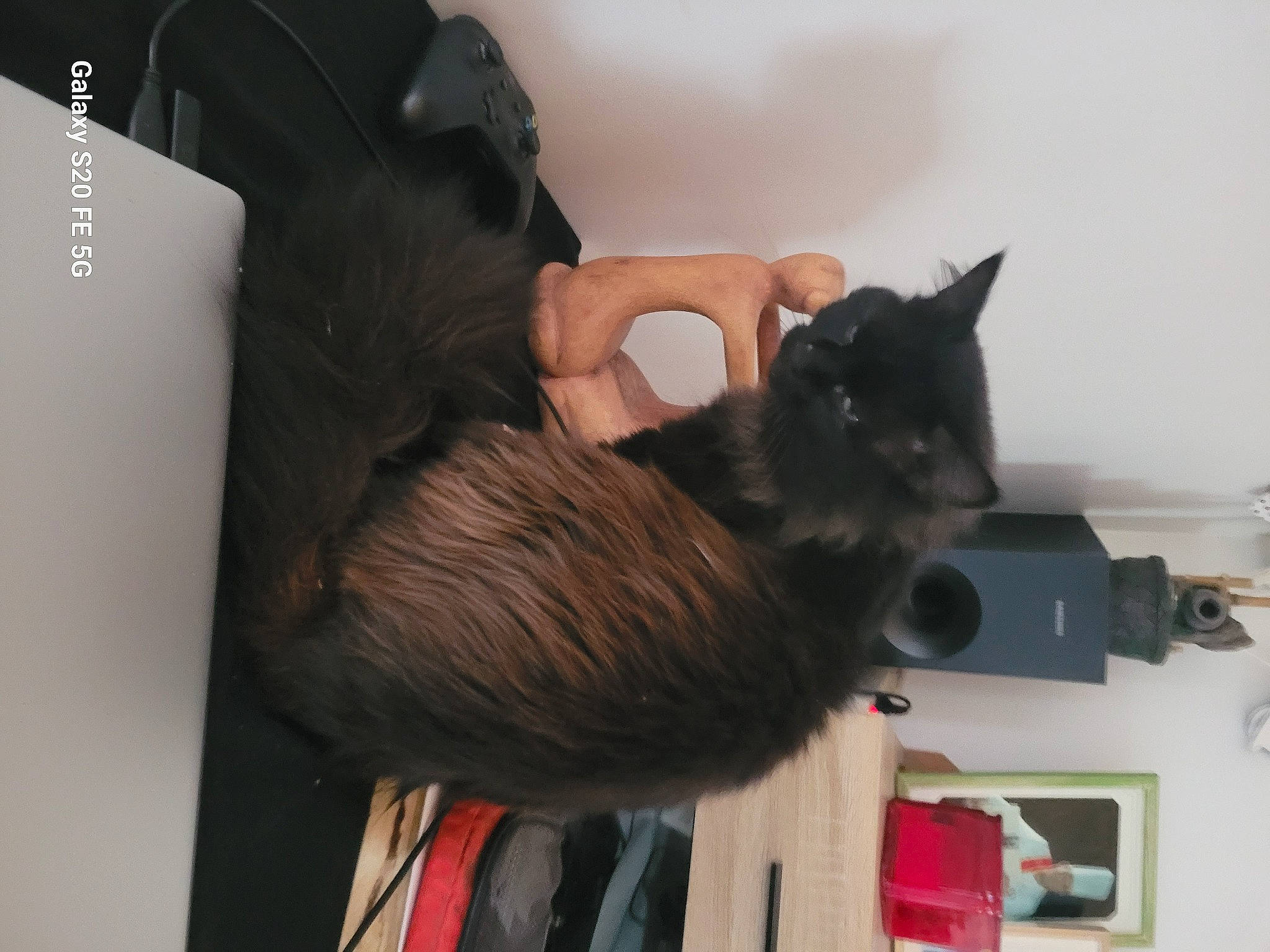 Symba a rejoint le concours — aidez-le/la à gagner de superbes lots ! black_cat, black_hair, carnivore, cat, comfort, domestic_short_haired_cat, ear, felidae, fur, gesture, long_hair, room, small_to_medium_sized_cats, tail, whiskers