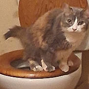 Hazel joined the competition — help win amazing prizes! cat, fluffy, toilet, bathroom, wooden_toilet_seat, curious, pet, indoor, feline, animal, mischievous, white, gray, sitting, looking, closeup, household, funny, unexpected, portrait