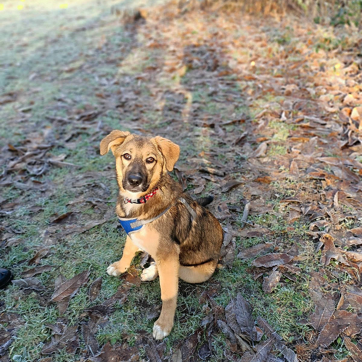 Nala joined the competition — help win amazing prizes! autumn, canidae, carnivore, collar, companion_dog, dog, dog_breed, dog_collar, dog_supply, fawn, hunting_dog, leash, mammal, pet_supply, puppy, snout, sporting_group, tail, working_animal, working_dog