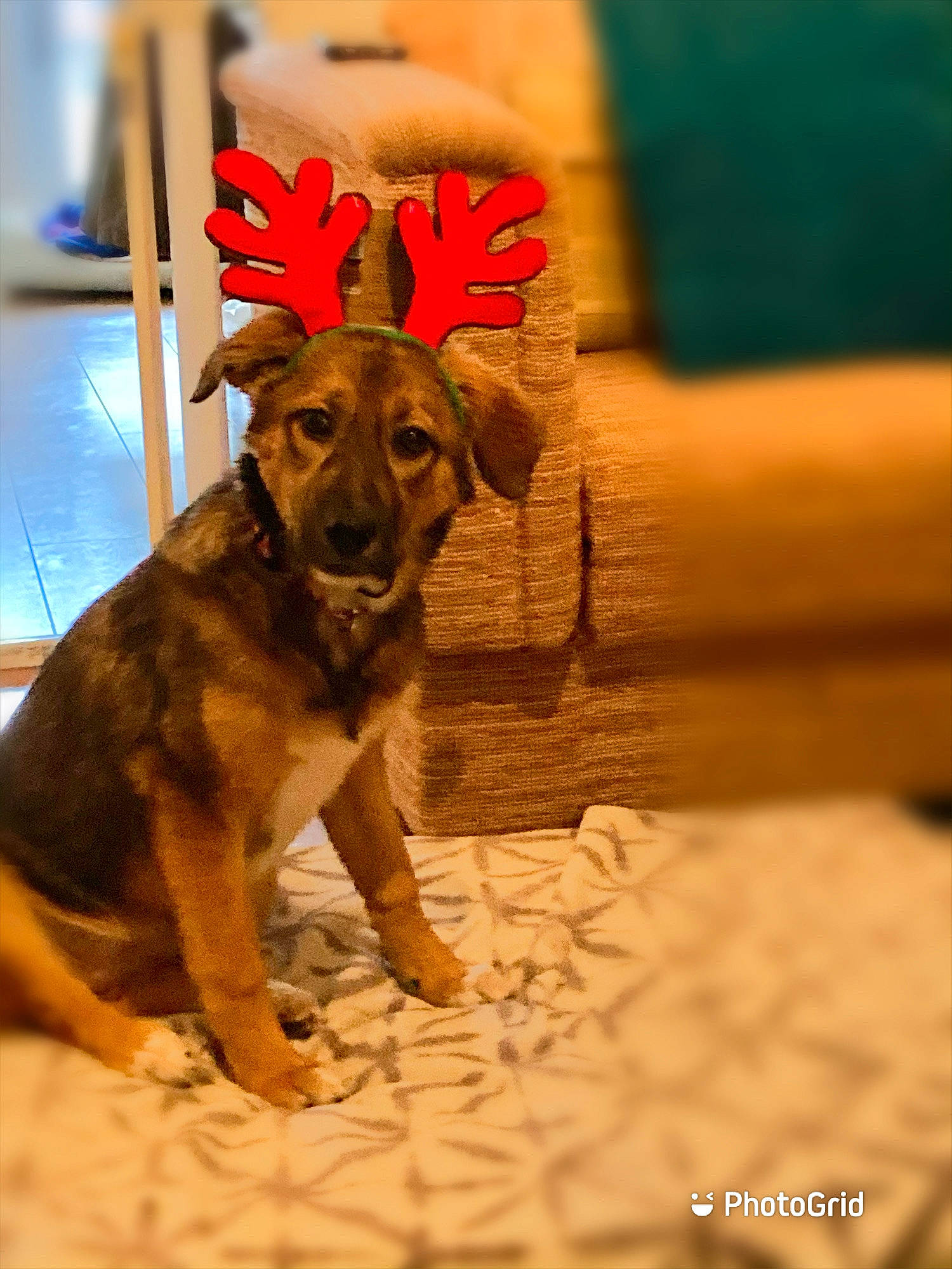 Nala is registered to the contest to win money with this photo: canidae, carnivore, collar, companion_dog, dog, dog_breed, dog_supply, fawn, fur, guard_dog, linens, liver, pet_supply, snout, sporting_group, tail, vertebrate, working_animal, working_dog