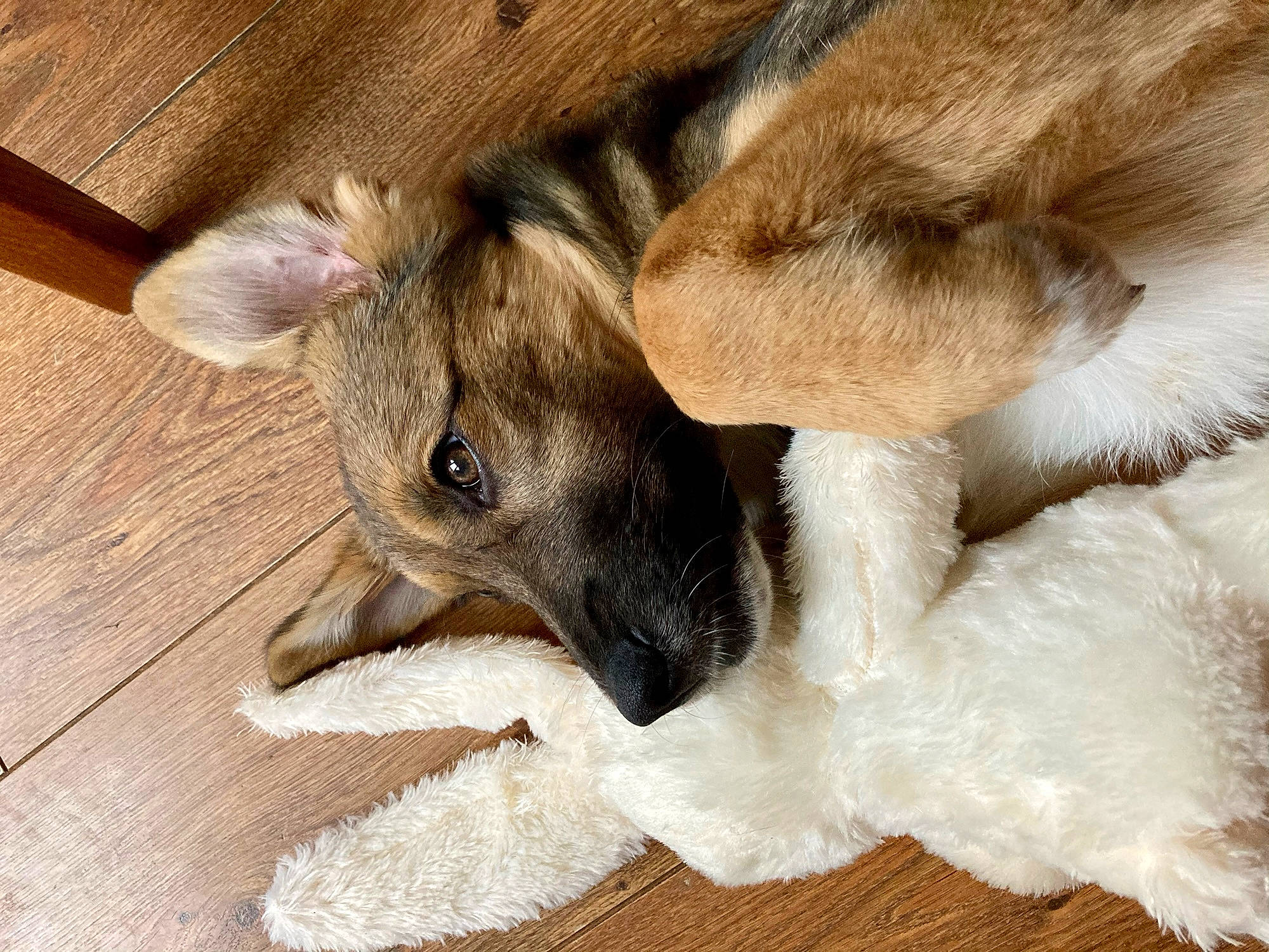 Nala joined the competition — help win amazing prizes! beige, canidae, carnivore, companion_dog, dog, dog_breed, fawn, fur, hardwood, paw, plywood, puppy, skin, snout, terrestrial_animal, vertebrate, wood, wood_flooring, wood_stain, working_animal