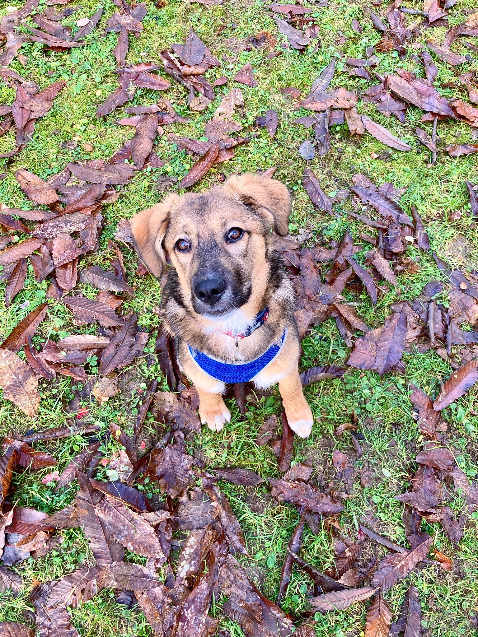 Nala is registered to the contest to win money with this photo: canidae, carnivore, companion_dog, dog, dog_breed, fawn, groundcover, puppy, snout, sporting_group, working_animal