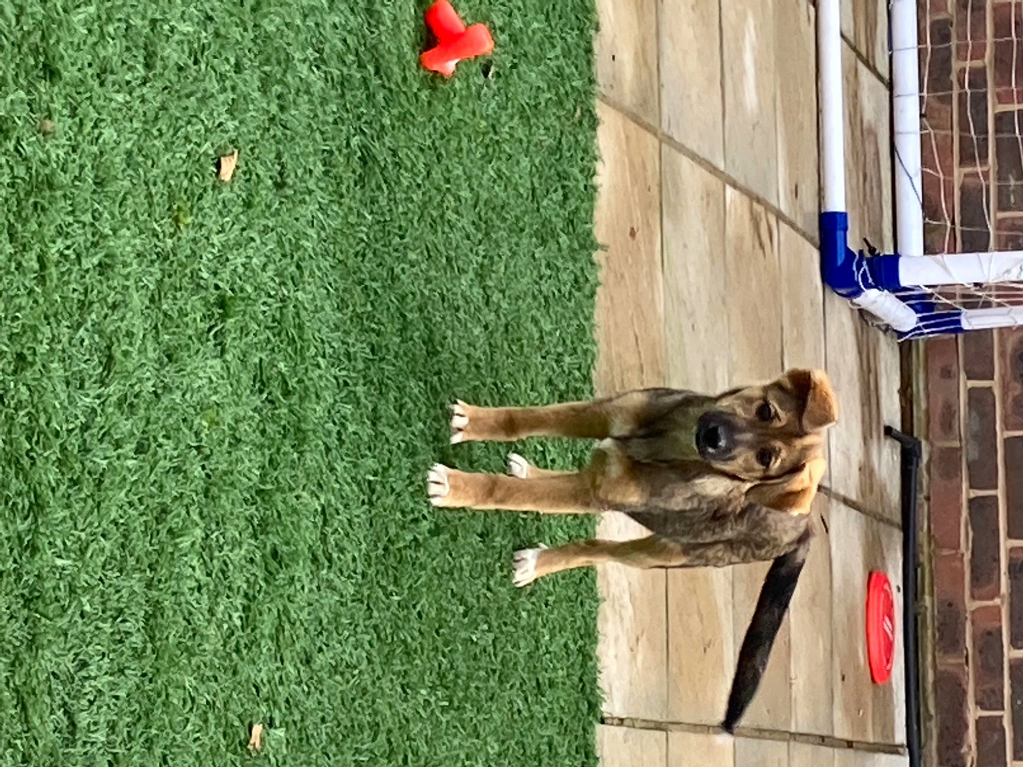 Nala is registered to the contest to win money with this photo: artificial_turf, brick, brickwork, canidae, carnivore, collar, dog, dog_breed, dog_supply, german_shepherd_dog, grass, herding_dog, hunting_dog, king_shepherd, lawn, pet_supply, police_dog, snout, sporting_group, working_dog