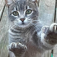 Waffles joined the competition — help win amazing prizes! cat, gray_cat, animal, pet, portrait, close_up, whiskers, green_eyes, paws, claws, fur, ears, nose, indoors, glass, window, wooden_background, looking_at_camera, cute, funny