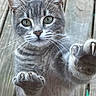 cat, gray_cat, animal, pet, portrait, close_up, whiskers, green_eyes, paws, claws, fur, ears, nose, indoors, glass, window, wooden_background, looking_at_camera, cute, funny