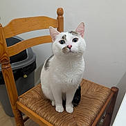 Venum participe au concours pour gagner de l'argent avec cette photo : cat, white_cat, sitting, chair, wooden_chair, woven_seat, indoor, pet, whiskers, ears, paws, looking_up, portrait, domestic_cat, fur, black_spot, pink_nose, furniture, trash_can, wall