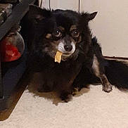 Oscar a rejoint le concours — aidez-le/la à gagner de superbes lots ! dog, small_dog, black_dog, brown_dog, carpet, indoor, pet, animal, door, floor, treat, mouth, sitting, furry, companion, cute, domestic, canine, quiet, home