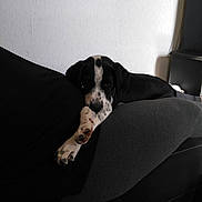 Olympe a rejoint le concours — aidez-le/la à gagner de superbes lots ! beagle, bed, carnivoran, coonhound, dog, dog_bed, dog_breed, dog_breed_group, dog_like_mammal, furniture, puppy, snout, treeing_walker_coonhound