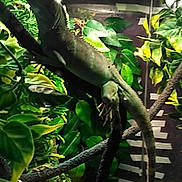 Pepette participe au concours pour gagner de l'argent avec cette photo : chameleon, fauna, iguana, iguania, jungle, lizard, plant, reptile, scaled_reptile