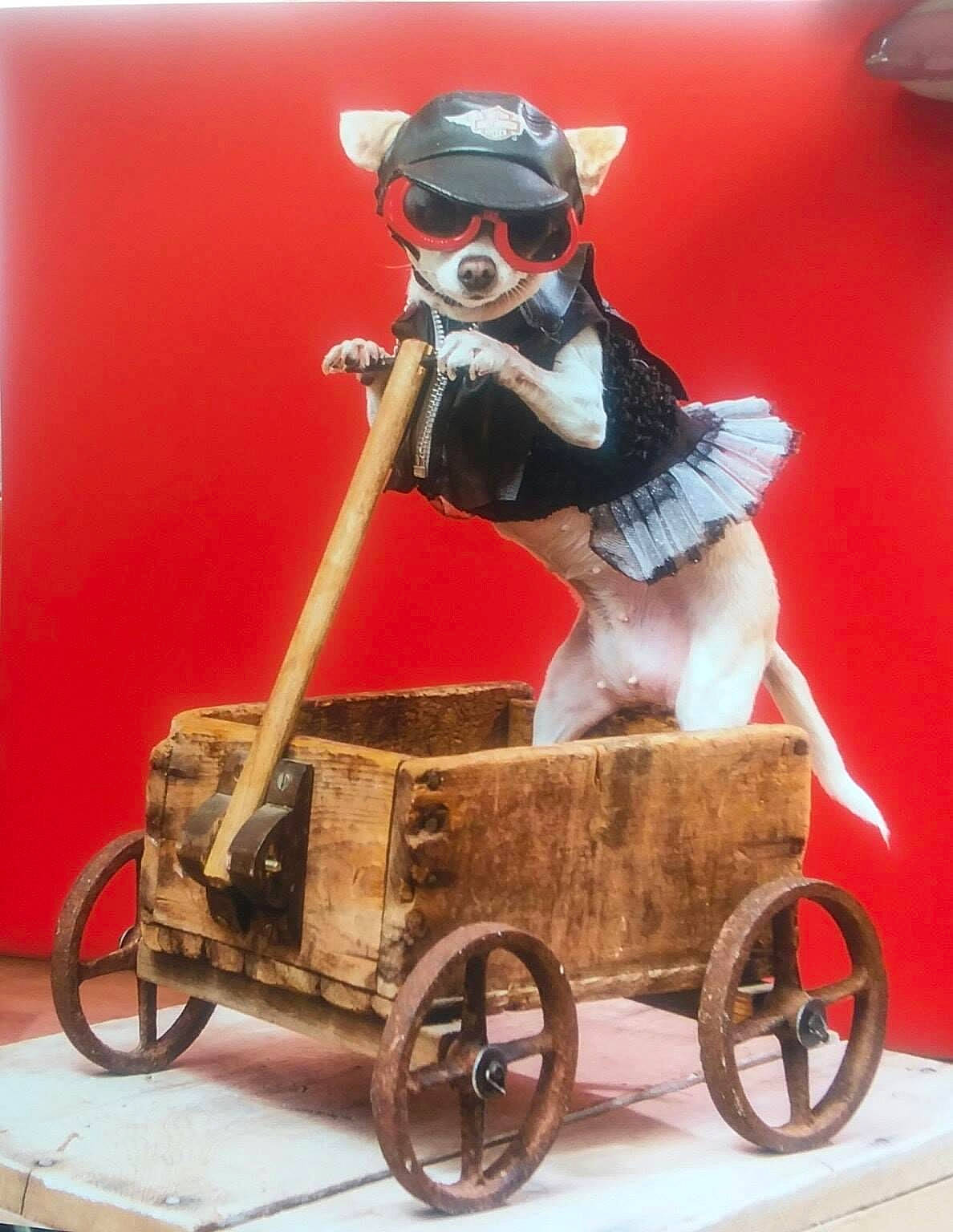 Pogo joined the competition — help win amazing prizes! action_figure, antique_car, automotive_wheel_system, carriage, cart, classic, classic_car, eyewear, fictional_character, goggles, hat, motor_vehicle, personal_protective_equipment, sunglasses, tire, toy, vehicle, vintage_car, wagon, wheel