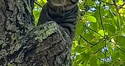 Teddy joined the competition — help win amazing prizes! cat, tabby_cat, tree, bark, leaves, greenery, outdoor, nature, animal, feline, curious, perched, branch, daylight, sky, wildlife, closeup, alert, climbing, wood