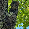 cat, tabby_cat, tree, bark, leaves, greenery, outdoor, nature, animal, feline, curious, perched, branch, daylight, sky, wildlife, closeup, alert, climbing, wood