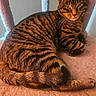 Teddy is registered to the contest to win money with this photo: cat, tabby, striped_fur, pet, animal, feline, resting, cozy, carpet, indoor, relaxed, whiskers, ears, tail, paw, fur_texture, light, shadow, closeup, cute