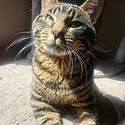 Teddy joined the competition — help win amazing prizes! cat, tabby, whiskers, sunlight, pet, animal, feline, striped, indoor, cozy, relaxed, closeup, ears, face, fur, portrait, cat_tree, shadow, soft_light, resting