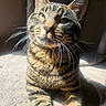 cat, tabby, whiskers, sunlight, pet, animal, feline, striped, indoor, cozy, relaxed, closeup, ears, face, fur, portrait, cat_tree, shadow, soft_light, resting