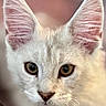 Brutus is registered to the contest to win money with this photo: cat, kitten, white_cat, close_up, ears, whiskers, animal, pet, cute, fur, portrait, young, curious, eyes, feline, indoor, soft_light, mammal, face, domestic_animal
