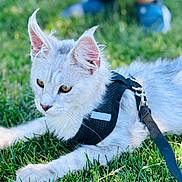 Brutus is registered to the contest to win money with this photo: cat, white_cat, outdoor, grass, harness, leash, pet, animal, closeup, ears, feline, resting, nature, greenery, blurred_background, person, shoes, summer, daylight, focus