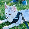 cat, white_cat, outdoor, grass, harness, leash, pet, animal, closeup, ears, feline, resting, nature, greenery, blurred_background, person, shoes, summer, daylight, focus
