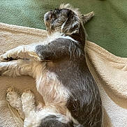Oreo participe au concours pour gagner de l'argent avec cette photo : dog, sleeping, towel, carpet, indoor, pet, resting, fur, cozy, relaxation, animal, canine, paw, pink_pillow, green_carpet, beige, laying_down, fluffy, home, quiet