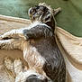dog, sleeping, towel, carpet, indoor, pet, resting, fur, cozy, relaxation, animal, canine, paw, pink_pillow, green_carpet, beige, laying_down, fluffy, home, quiet