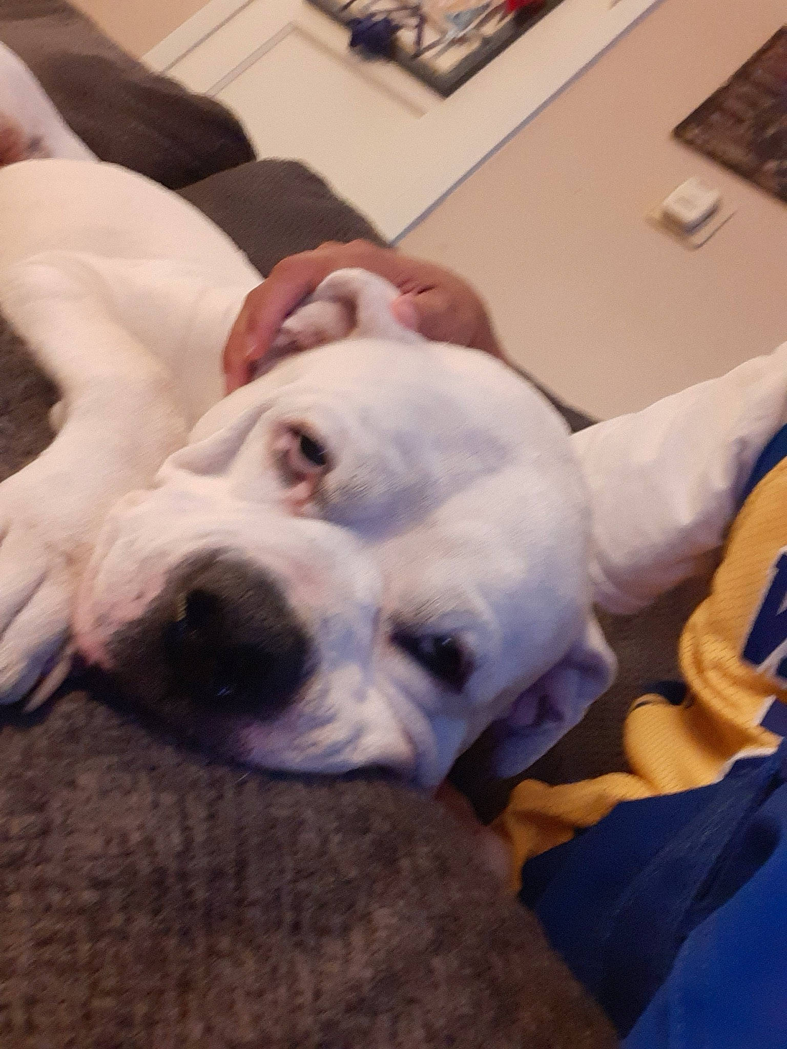 Malicious joined the competition — help win amazing prizes! bulldog, canidae, carnivore, comfort, companion_dog, couch, dog, dog_breed, dogo_argentino, fawn, fur, guard_dog, molosser, non_sporting_group, smile, snout, sporting_group, whiskers, white_english_bulldog, working_animal