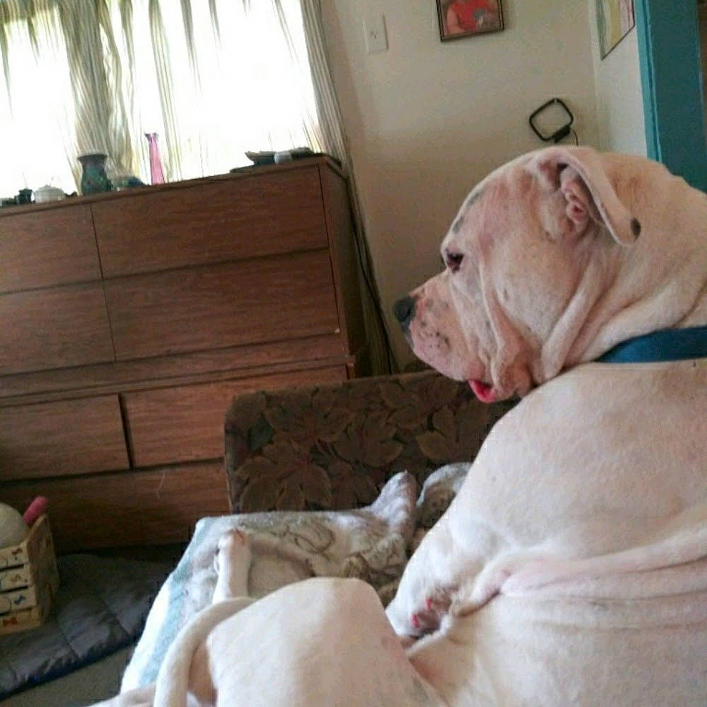 Malicious is registered to the contest to win money with this photo: canidae, carnivore, collar, comfort, companion_dog, couch, curtain, dog, dog_breed, dog_supply, fawn, hardwood, pet_supply, snout, sporting_group, terrestrial_animal, window, wood, working_animal, wrinkle