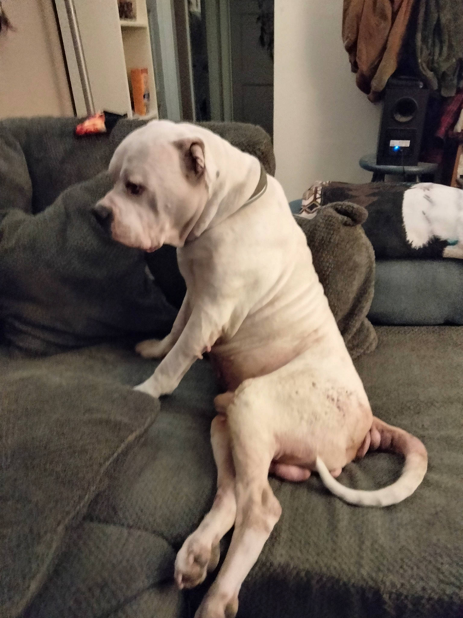 Malicious is registered to the contest to win money with this photo: carnivore, chair, collar, comfort, companion_dog, dog, dog_breed, dog_collar, dog_supply, fawn, flooring, fur, luggage_and_bags, pet_supply, sitting, snout, sporting_group, tail, whiskers, working_animal