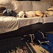Malicious Lishlish joined the competition — help win amazing prizes! bedding, brown, carnivore, cat, comfort, companion_dog, couch, felidae, flooring, grey, interior_design, linens, living_room, rectangle, room, studio_couch, textile, throw_pillow, tints_and_shades, wood
