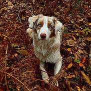 Azur a rejoint le concours — aidez-le/la à gagner de superbes lots ! dog, animal, blue_eyes, autumn, leaves, forest, nature, outdoor, fur, brown, white, orange, fall, canine, pet, laying, woods, seasonal, closeup, wildlife