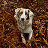 dog, animal, blue_eyes, autumn, leaves, forest, nature, outdoor, fur, brown, white, orange, fall, canine, pet, laying, woods, seasonal, closeup, wildlife