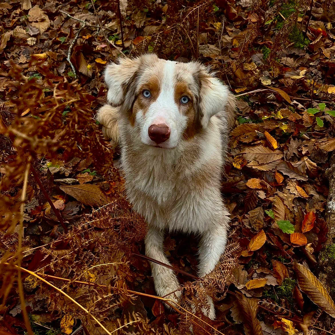 Azur a rejoint le concours — aidez-le/la à gagner de superbes lots ! dog, animal, blue_eyes, autumn, leaves, forest, nature, outdoor, fur, brown, white, orange, fall, canine, pet, laying, woods, seasonal, closeup, wildlife