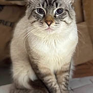 Marvin is registered to the contest to win money with this photo: blue_eyes, box_in_background, cat, close_up, cute, ears, feline, fluffy, indoor, long_fur, nose, paws, pet, point_coloration, portrait, shallow_depth_of_field, sitting, soft_focus, tabby_pattern, whiskers