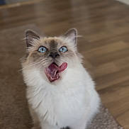 June participe au concours pour gagner de l'argent avec cette photo : cat, blue_eyes, fluffy, licking, tongue_out, indoor, carpet, wooden_floor, pet, cute, animal, feline, white_fur, gray_fur, sitting, looking_up, household, domestic_cat, whiskers, ears