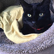 Mouky participe au concours pour gagner de l'argent avec cette photo : cat, black_cat, pet, animal, feline, face, eyes, whiskers, red_collar, blanket, pet_bed, fluffy, cozy, indoors, portrait, close_up, resting, lounging, home, soft_texture