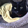 cat, black_cat, pet, animal, feline, face, eyes, whiskers, red_collar, blanket, pet_bed, fluffy, cozy, indoors, portrait, close_up, resting, lounging, home, soft_texture