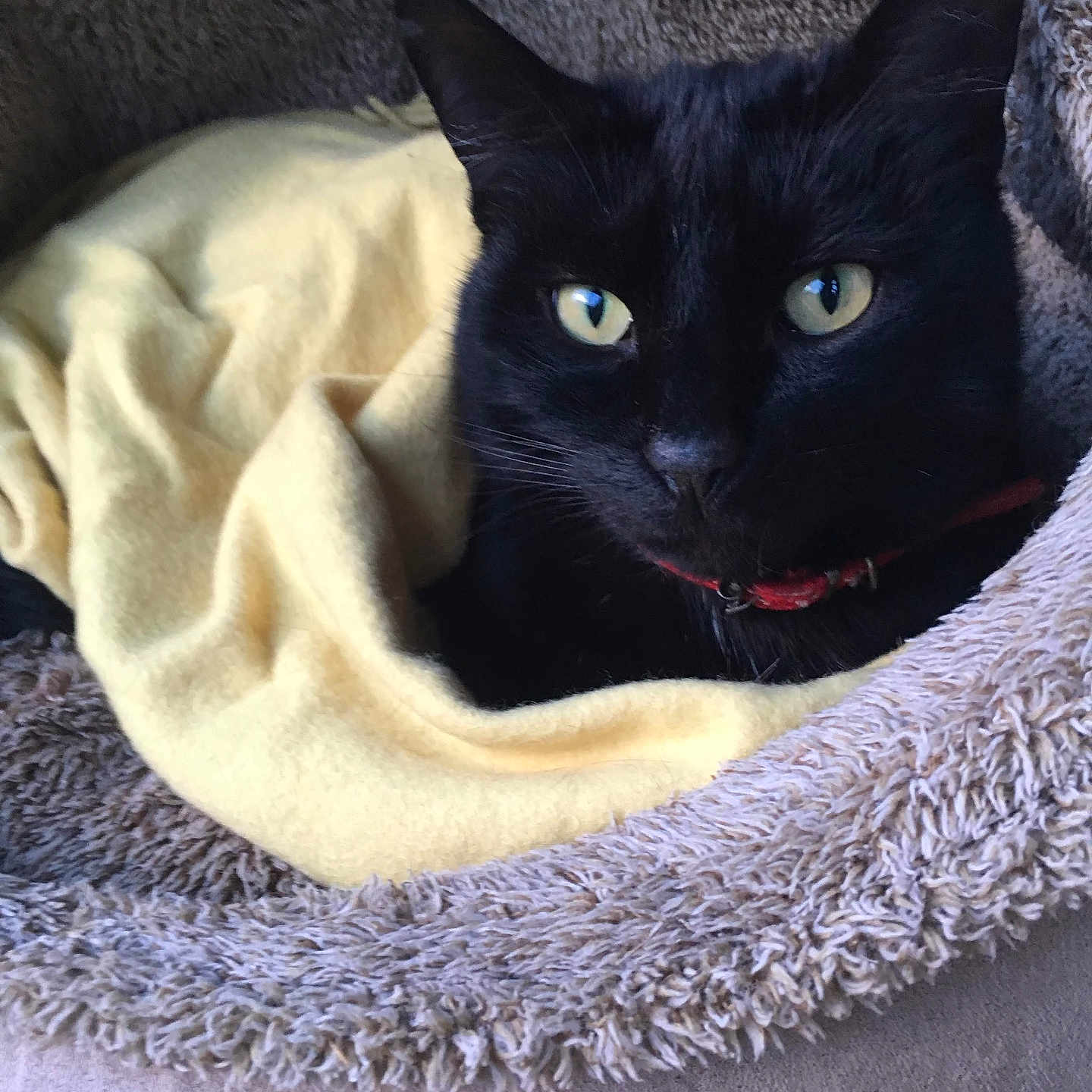 Mouky participe au concours pour gagner de l'argent avec cette photo : cat, black_cat, pet, animal, feline, face, eyes, whiskers, red_collar, blanket, pet_bed, fluffy, cozy, indoors, portrait, close_up, resting, lounging, home, soft_texture