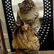 Mademoiselle participe au concours pour gagner de l'argent avec cette photo : cat, tabby, mirror, reflection, indoor, wooden_floor, furniture, pet, fluffy, animal, looking, curious, home, decor, black_frame, circular_pattern, closeup, mammal, domestic_cat, fur