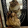 cat, tabby, mirror, reflection, indoor, wooden_floor, furniture, pet, fluffy, animal, looking, curious, home, decor, black_frame, circular_pattern, closeup, mammal, domestic_cat, fur