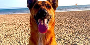 Smoke a rejoint le concours — aidez-le/la à gagner de superbes lots ! dog, beach, sand, ocean, sky, sunlight, tongue_out, happy, canine, outdoor, water, nature, animal, pet, summer, sunny, portrait, muzzle, sitting, daytime