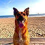dog, beach, sand, ocean, sky, sunlight, tongue_out, happy, canine, outdoor, water, nature, animal, pet, summer, sunny, portrait, muzzle, sitting, daytime