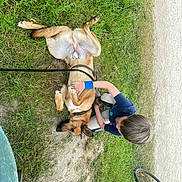 Smoke a rejoint le concours — aidez-le/la à gagner de superbes lots ! dog, child, grass, outdoor, bicycle, dirt_path, pet, playing, leash, casual_clothing, wristband, brown_dog, happy, nature, fun, animal, boy, summer, friendship, resting