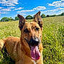 Smoke a rejoint le concours — aidez-le/la à gagner de superbes lots ! dog, german_shepherd, grass, field, sunny, blue_sky, clouds, outdoor, pet, animal, tongue_out, happy, canine, nature, summer, person, jeans, ripped_jeans, paw, greenery