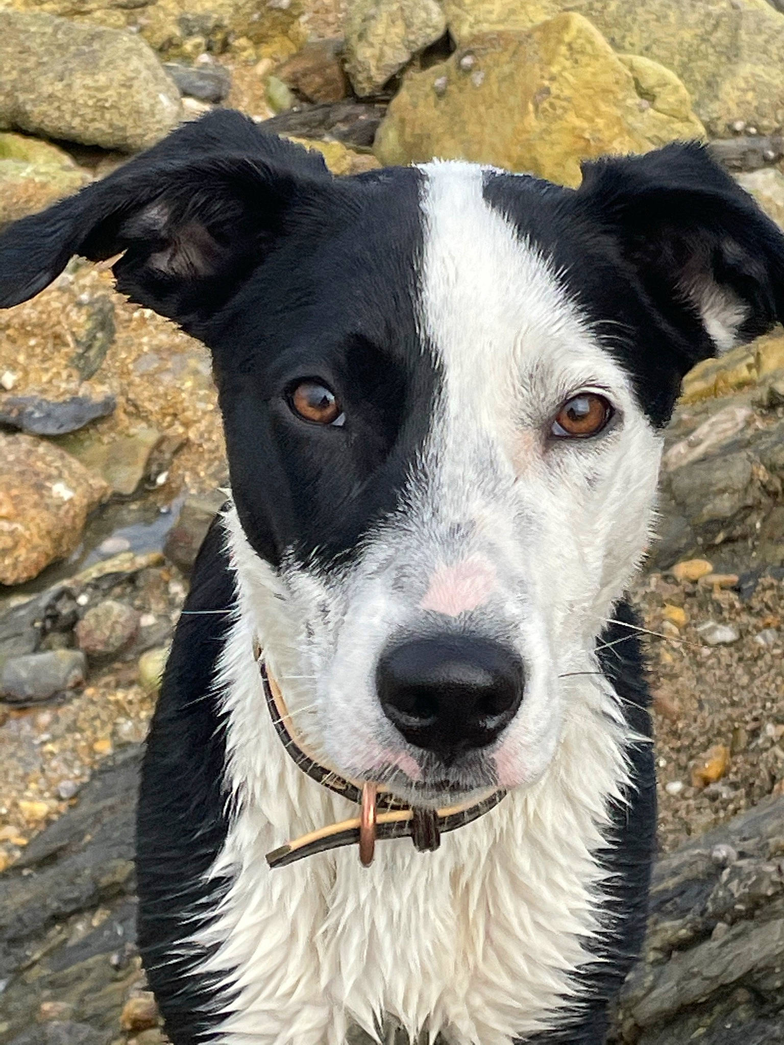 Radja a rejoint le concours — aidez-le/la à gagner de superbes lots ! canidae, carnivore, collar, companion_dog, dog, dog_breed, dog_collar, eye, snout, sporting_group, terrestrial_animal, whiskers, working_animal