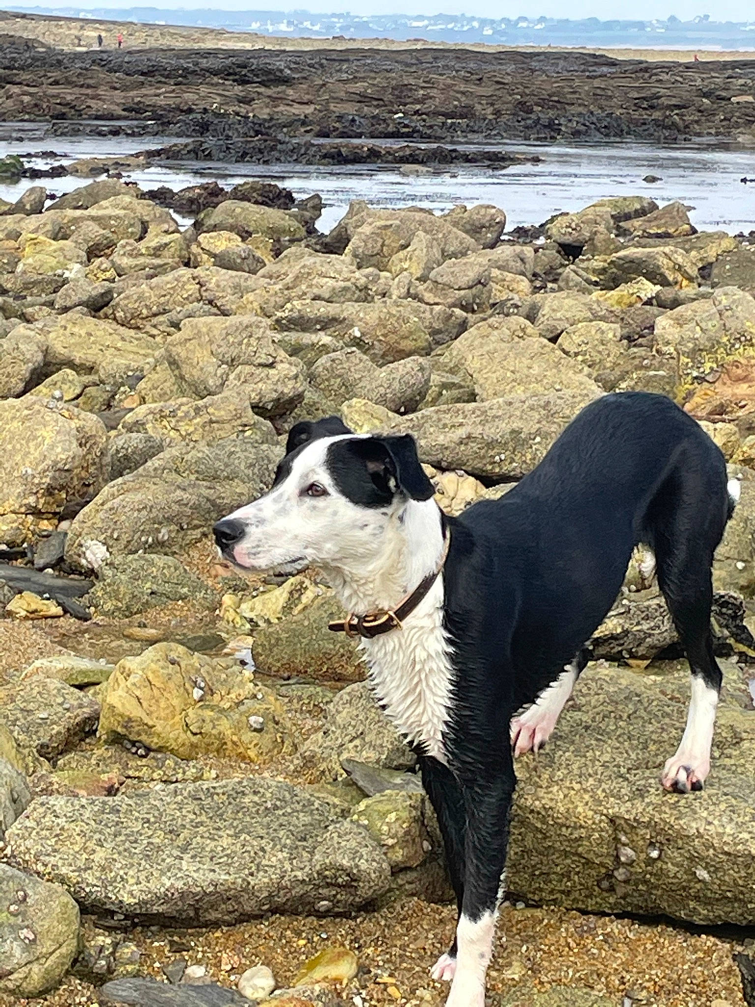 Radja participe au concours pour gagner de l'argent avec cette photo : beach, body_of_water, carnivore, coast, collar, companion_dog, dog, dog_breed, dog_collar, hunting_dog, non_sporting_group, ocean, rampur_greyhound, rock, sand, sporting_group, water, working_animal, working_dog