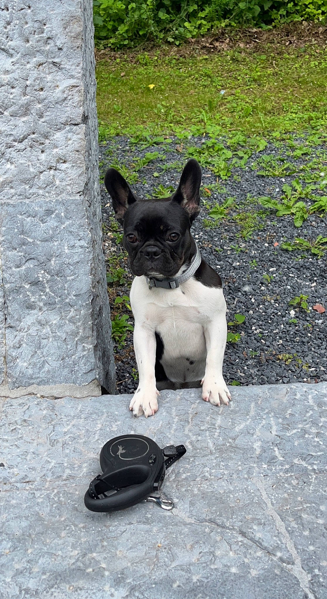 Mila a rejoint le concours — aidez-le/la à gagner de superbes lots ! art, bulldog, canidae, carnivore, collar, companion_dog, dog, dog_breed, dog_collar, fawn, grass, grey, leash, plant, snout, sporting_group, tail, toy_dog, vertebrate, working_animal