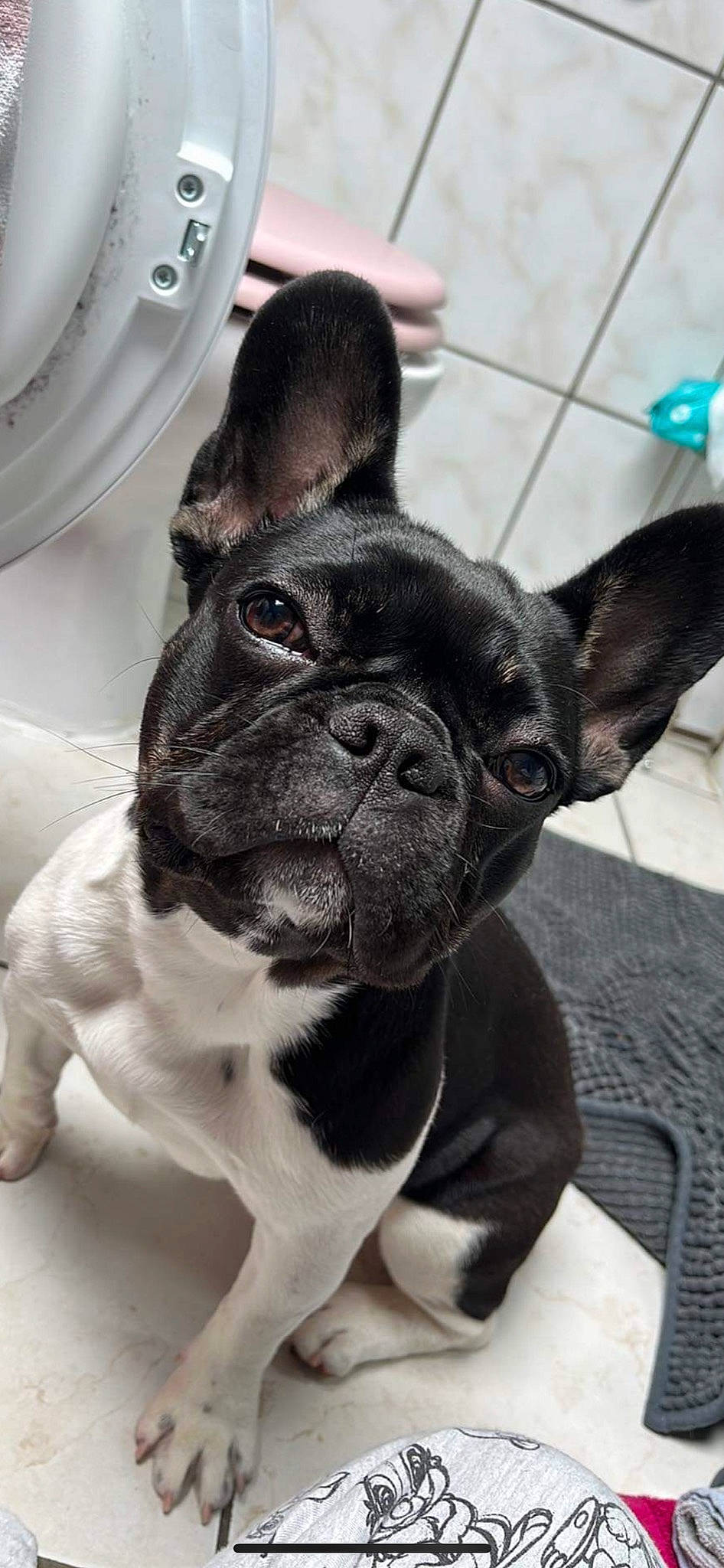 Mila participe au concours pour gagner de l'argent avec cette photo : bulldog, canidae, carnivore, collar, companion_dog, dog, dog_breed, dog_collar, ear, fawn, french_bulldog, mammal, snout, sporting_group, terrestrial_animal, toy_dog, vertebrate, whiskers, working_animal, wrinkle