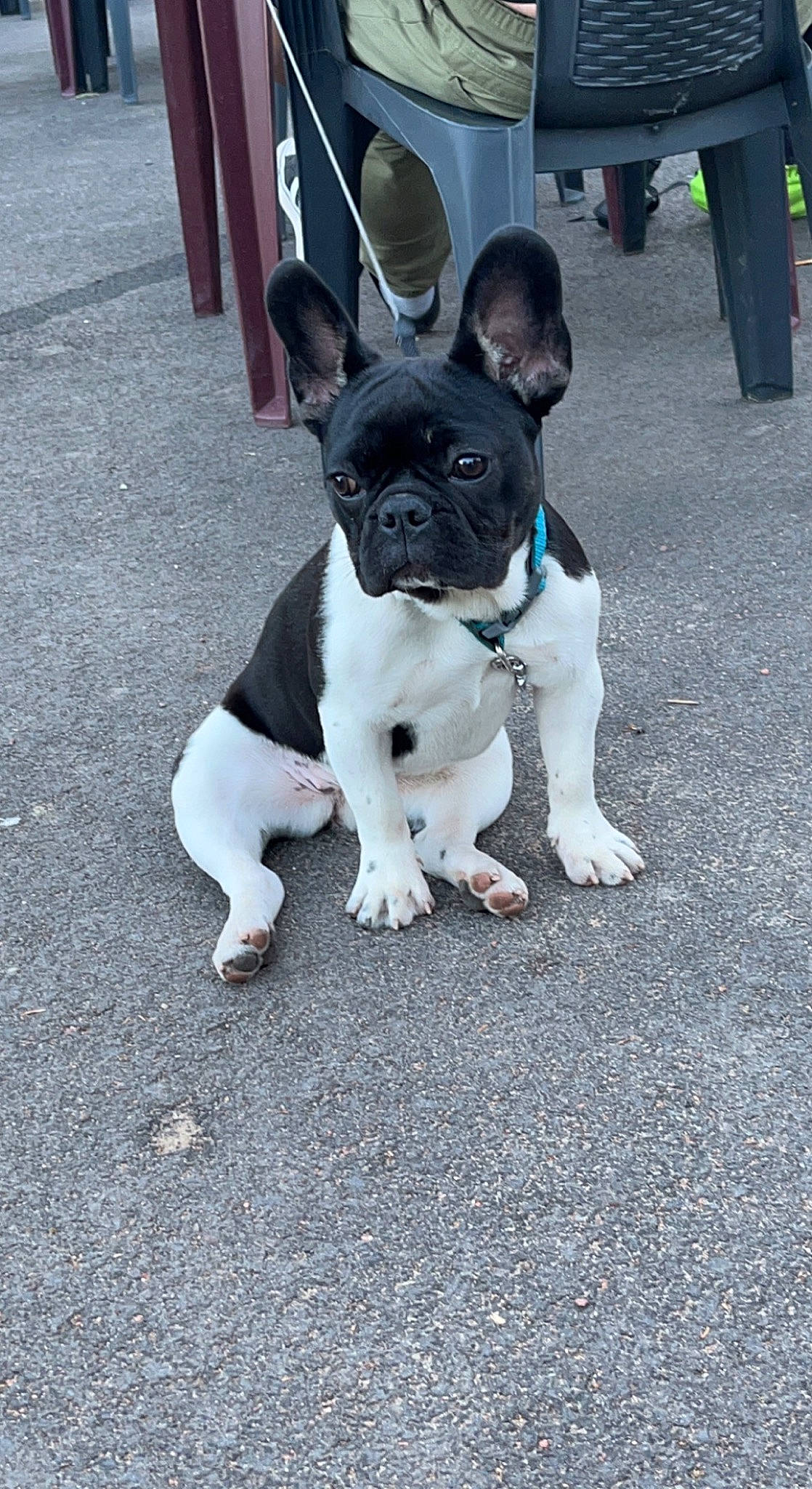 Mila participe au concours pour gagner de l'argent avec cette photo : asphalt, bulldog, canidae, carnivore, collar, companion_dog, dog, dog_breed, dog_collar, fawn, leash, leg, pedestrian, road_surface, sidewalk, snout, sporting_group, toy_dog, trousers, working_animal